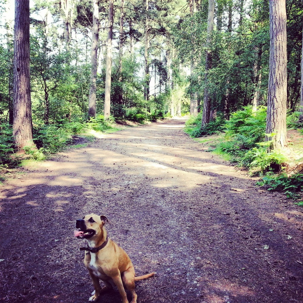 Bobbi in Delamere Forest