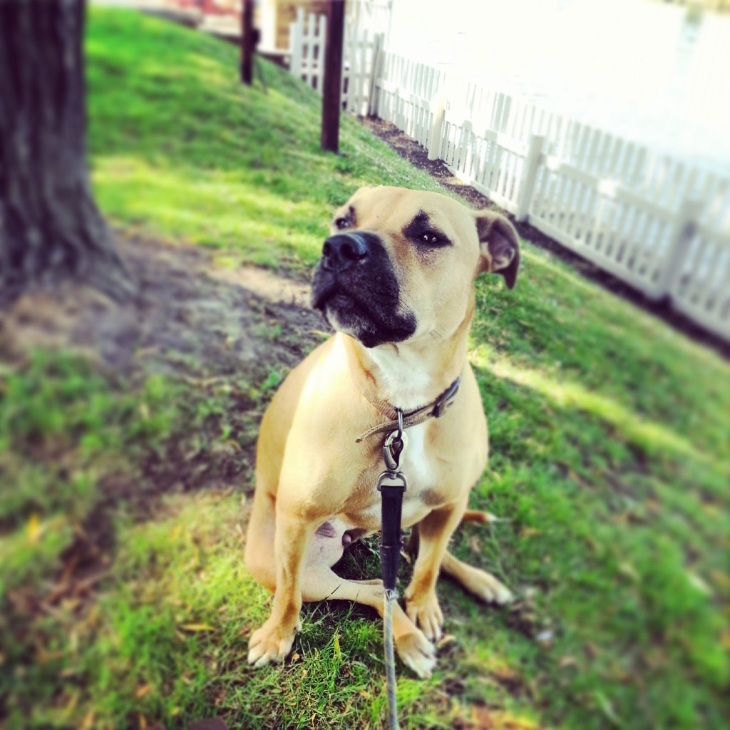 Bobbi relaxing in the shade