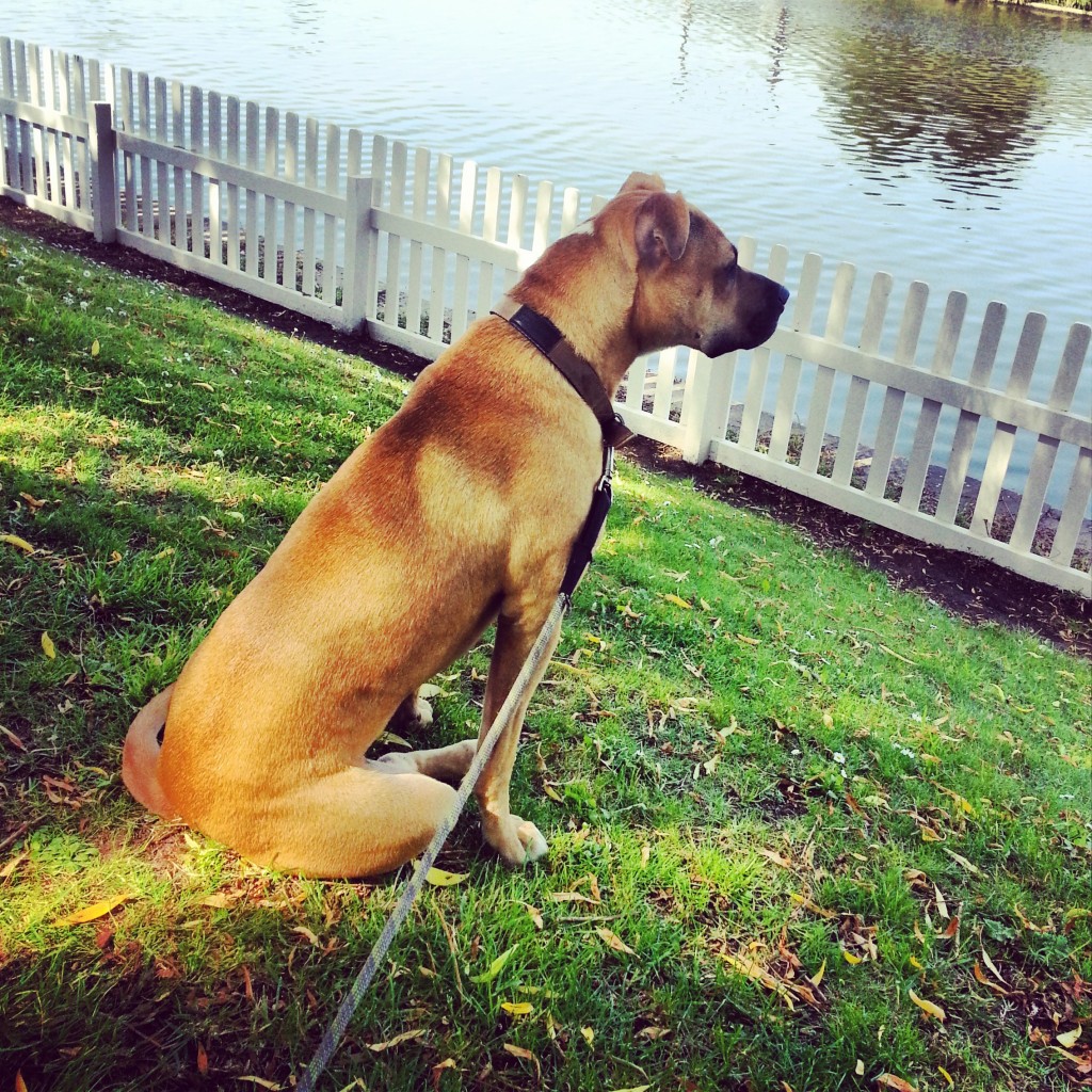 Bobbi watching the ducks