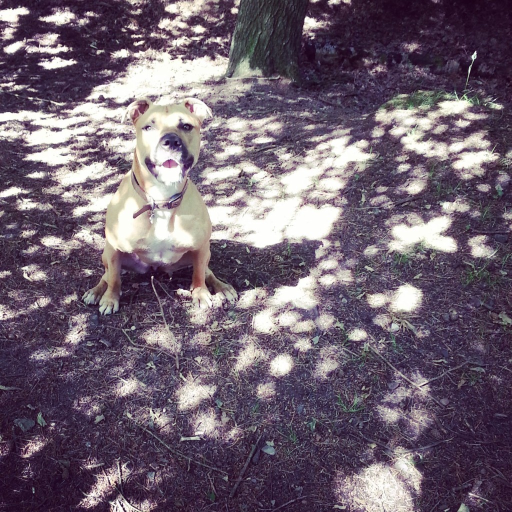 Bobbi in the shadows at Delamere Forest