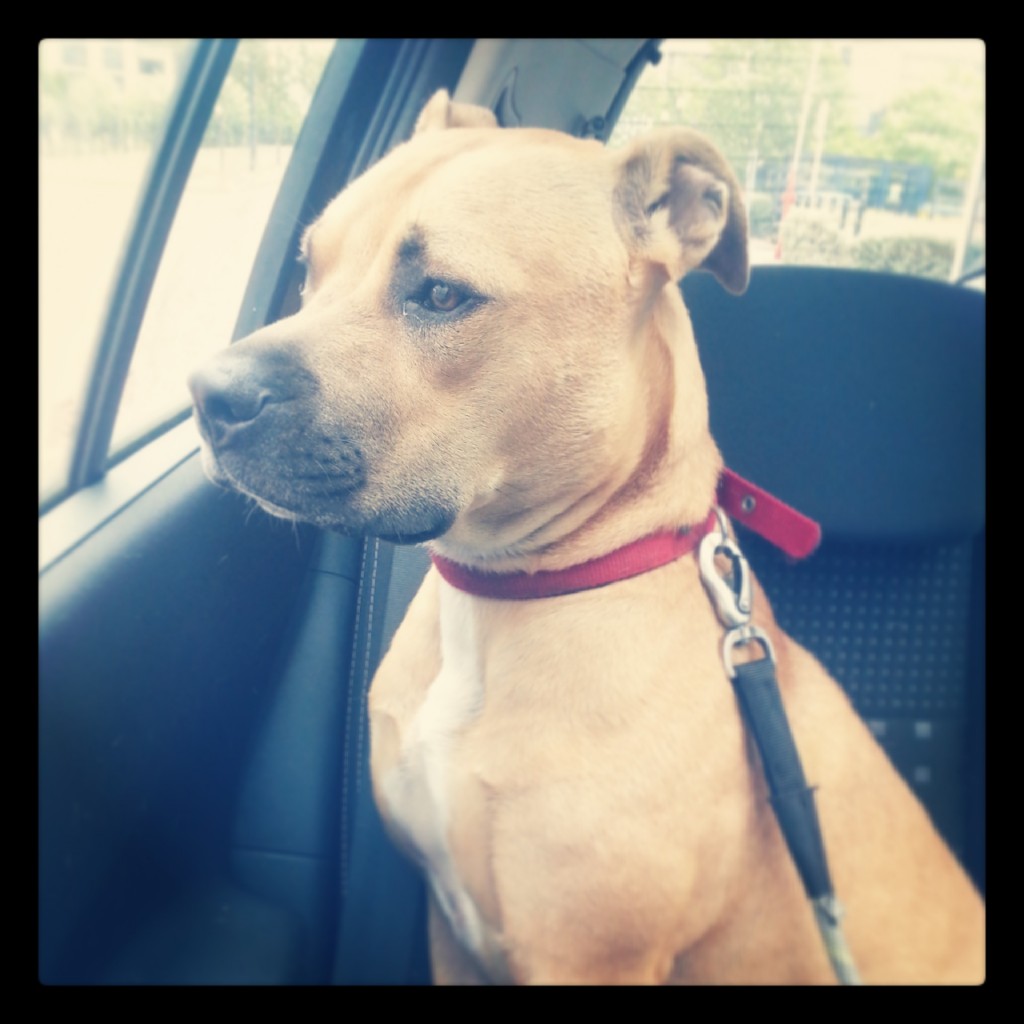 Bobbi dog sitting in car