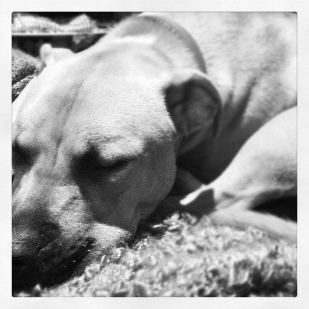 Bobbi dog sleeping on rug