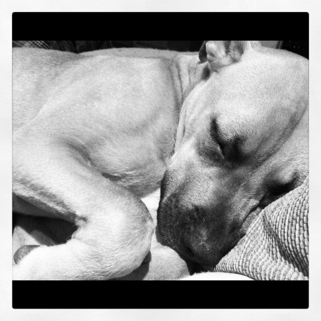 Bobbi dog sleeping like baby