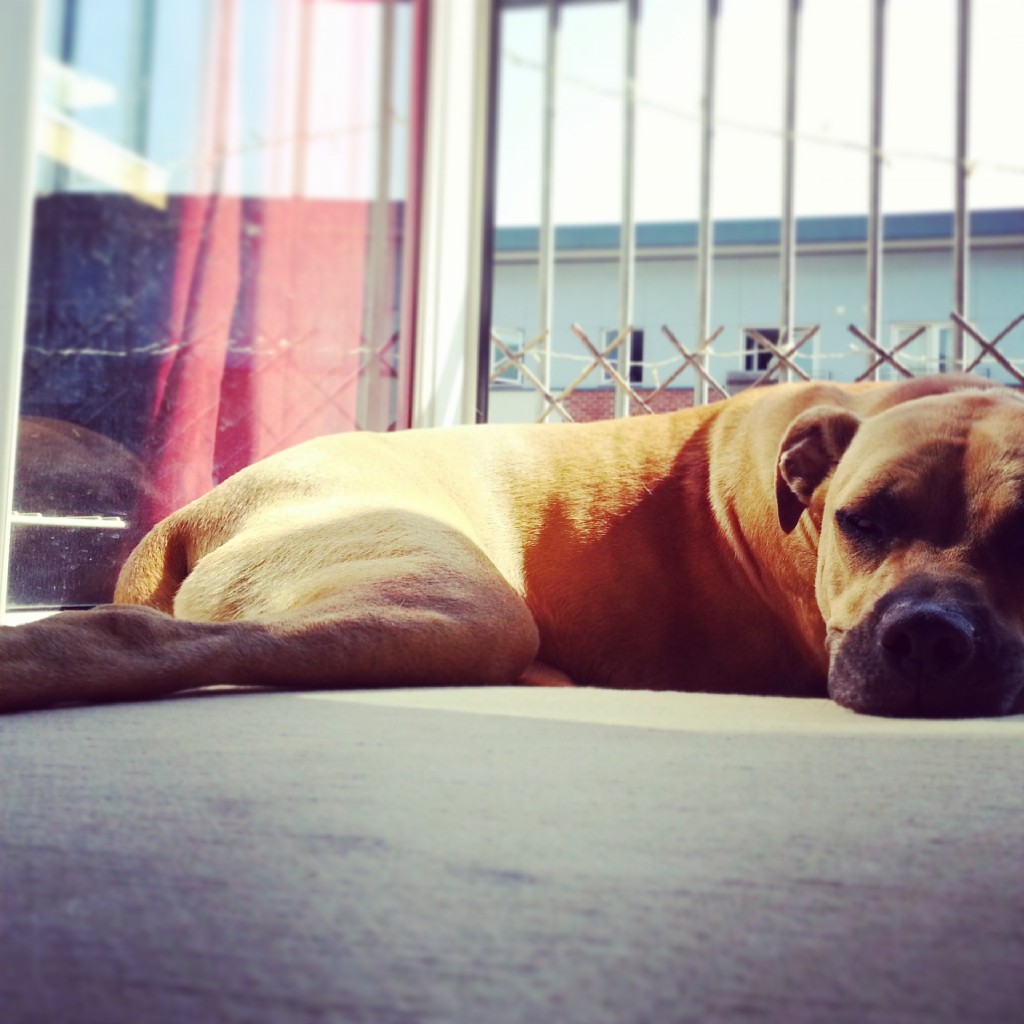 Bobbi dog sleeping on balcony