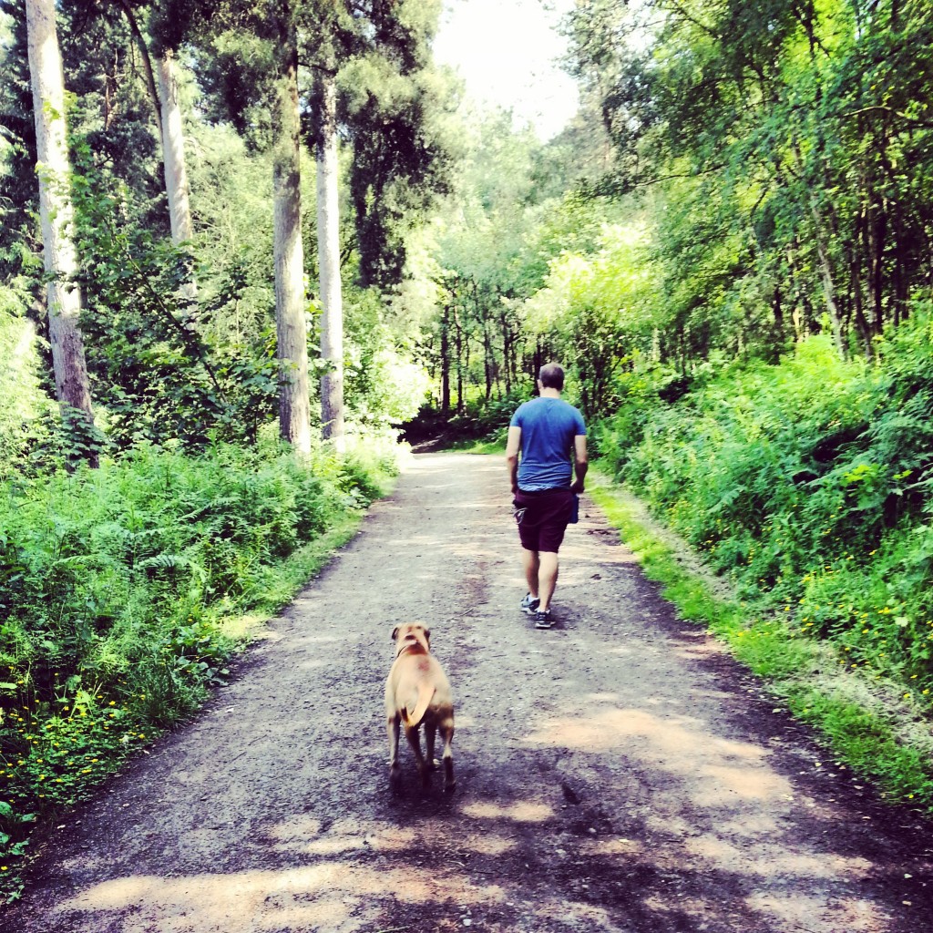 Dog walking in Delamere Forest