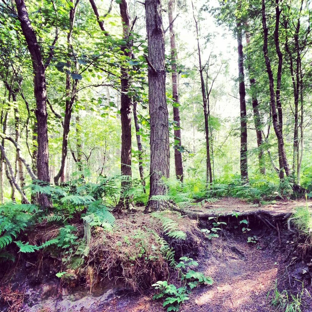 Green trees Delamere Forest