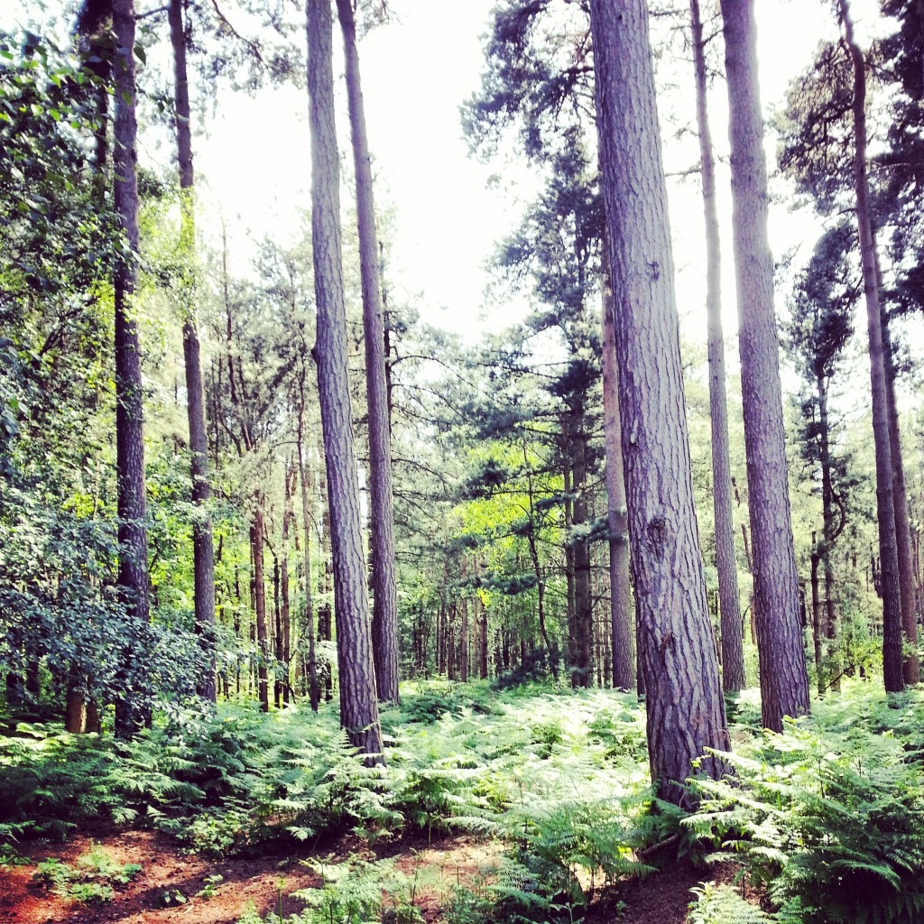 Tall trees Delamere Forest