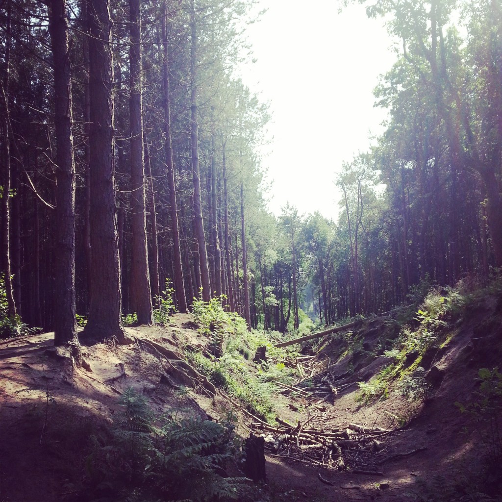 Trees Delamere Forest