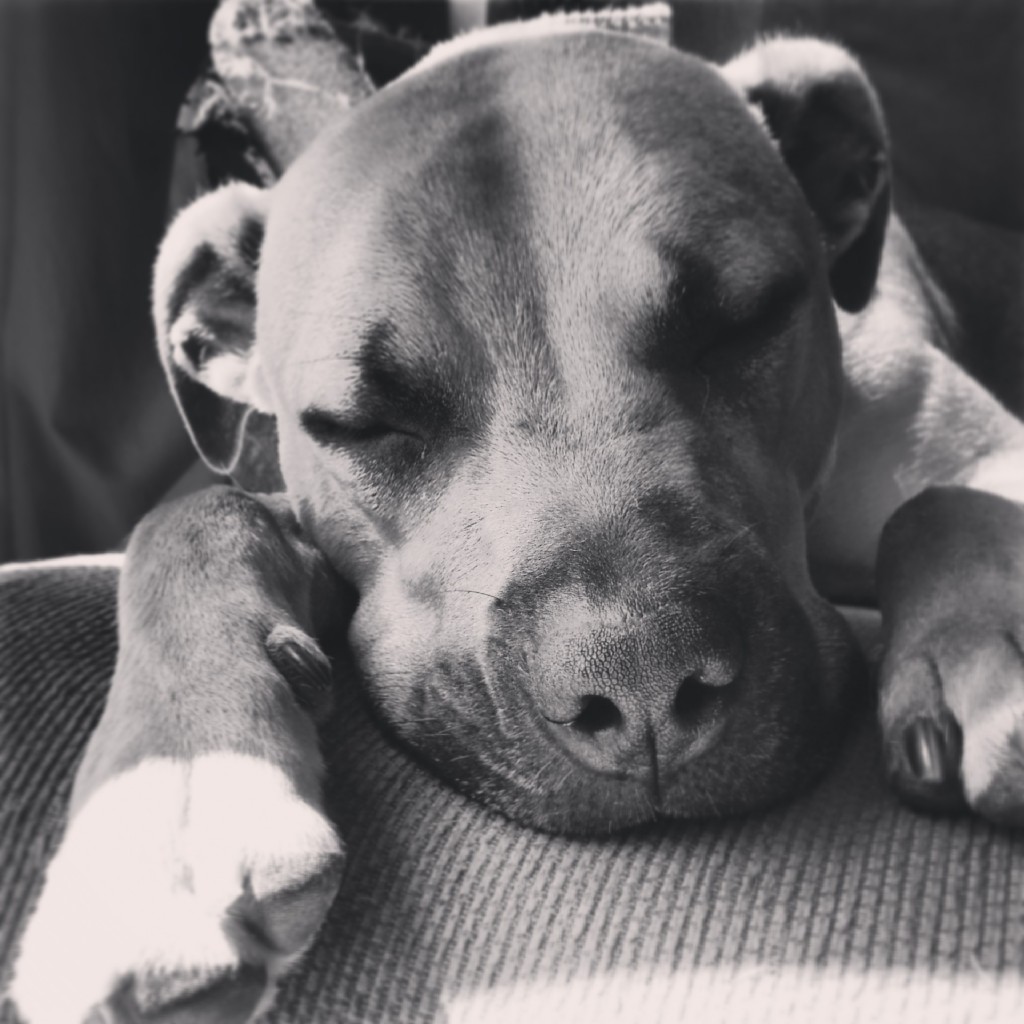 a-year-in-instagram-photos-bobbi-sleeping-face