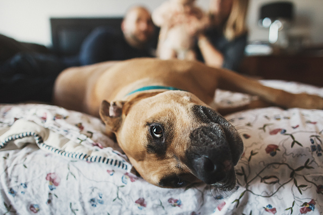 a family lifestyle photoshoot dog looking at camera hollygoeslightly