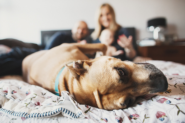 a family lifestyle photoshoot dog on bed hollygoeslightly