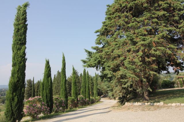 wine tasting in tuscany fattoria fibbiano cyprus trees hollygoeslightly