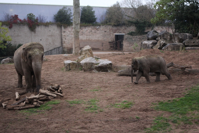 where to take your toddler chester zoo baby elephant hollygoeslightly