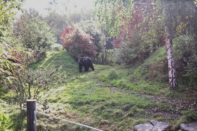 where to take your toddler chester zoo bear hollygoeslightly