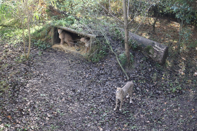 where to take your toddler chester zoo cheetahs hollygoeslightly