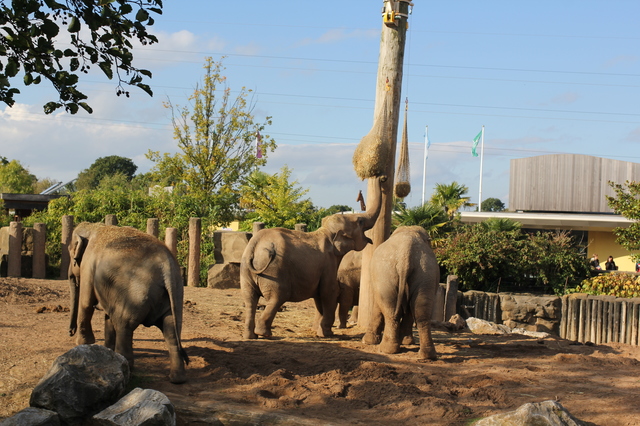 where to take your toddler chester zoo elephants eating hollygoeslightly