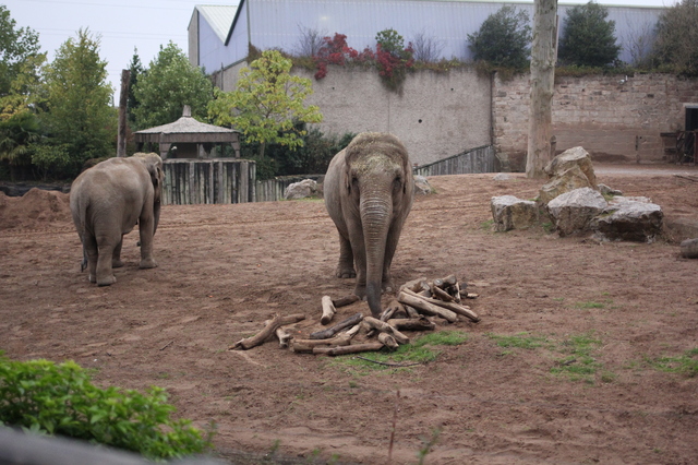 where to take your toddler chester zoo elephants hollygoeslightly