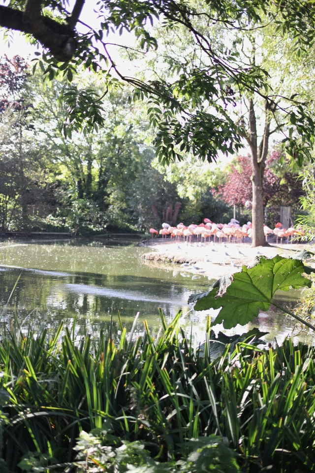 where to take your toddler chester zoo flamingos hollygoeslightly