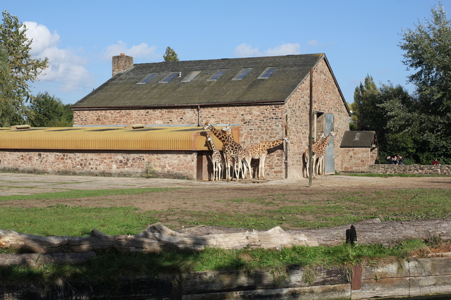 where to take your toddler chester zoo giraffes hollygoeslightly