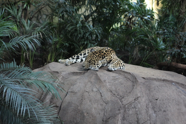 Where to take your toddler – Chester Zoo