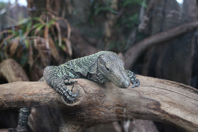 where to take your toddler chester zoo lizard hollygoeslightly