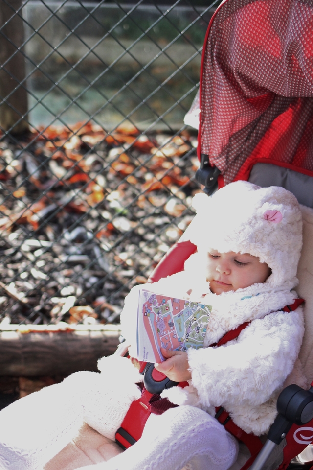 where to take your toddler chester zoo map reader hollygoeslightly