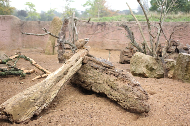 where to take your toddler chester zoo meerkats hollygoeslightly
