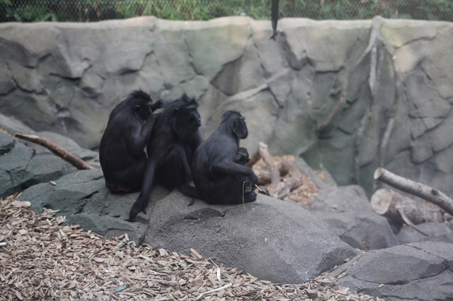 where to take your toddler chester zoo monkeys hollygoeslightly