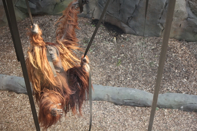 where to take your toddler chester zoo orangutan hollygoeslightly