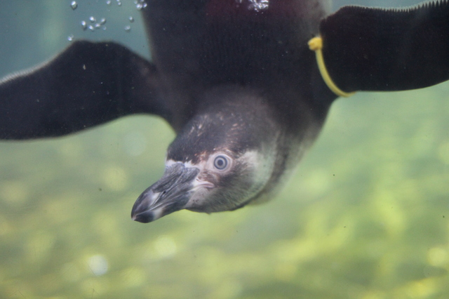 where to take your toddler chester zoo penguins hollygoeslightly