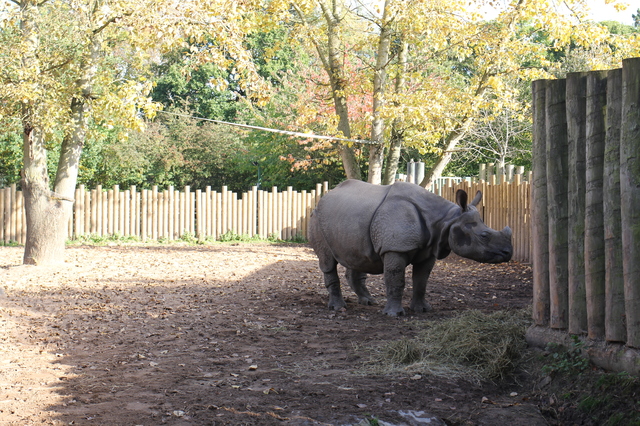 where to take your toddler chester zoo rhino hollygoeslightly