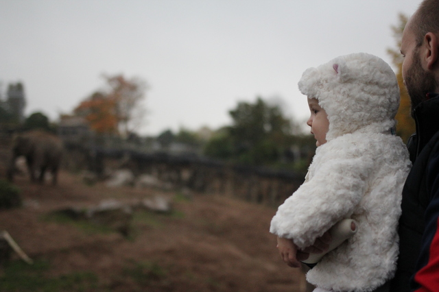 where to take your toddler chester zoo watching elephants hollygoeslightly