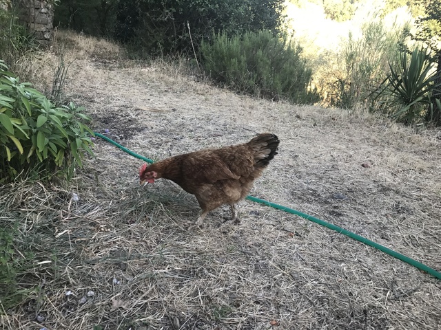 dinner party florence eatwith chicken