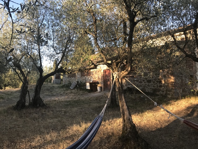 dinner party florence eatwith olive trees