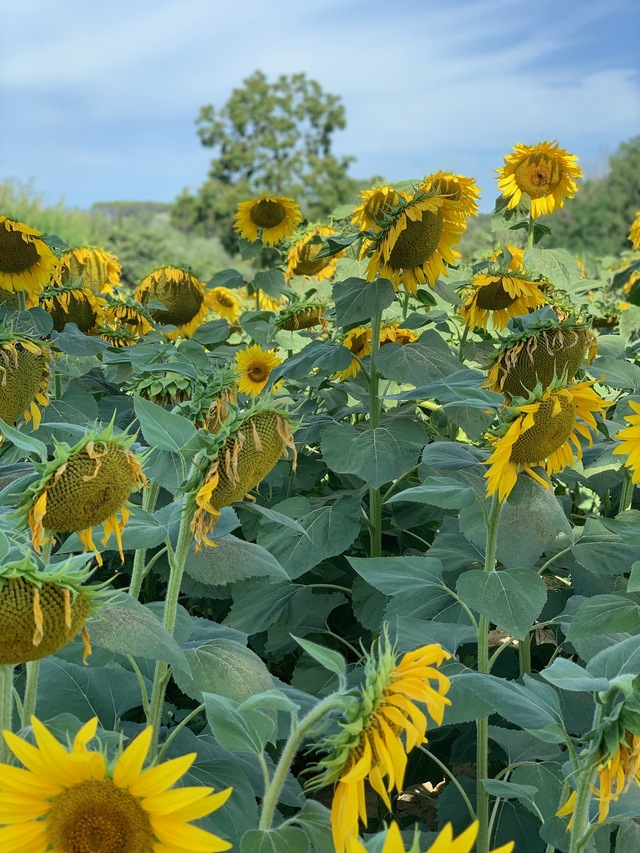 mum and daughter matching dresses sunflowers